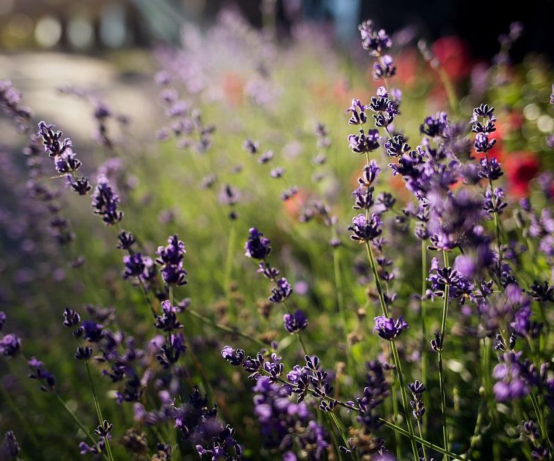 Top 10 Healing Herbs