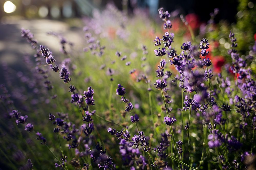 The Top 10 Healing Herbs for Natural Wellness