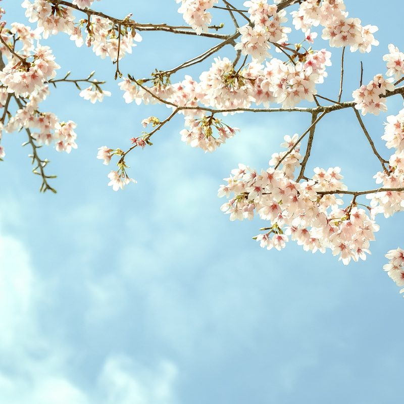 new beginnings this spring at Crystal Hills Organics