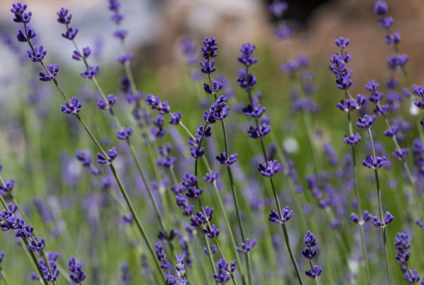 lavender at Crystal Hills Organics