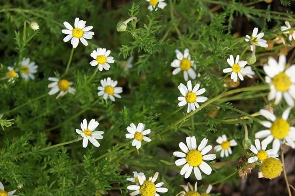 Top 10 Healing Herbs for Natural Wellness