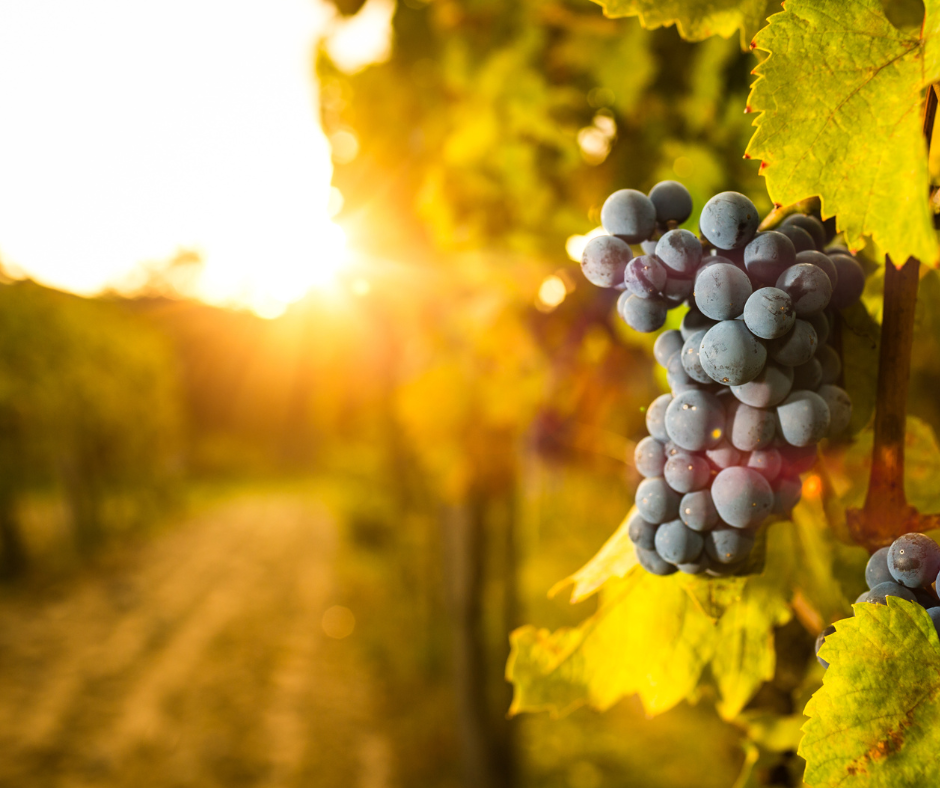 Crystal Hills Vineyard and Airbnb