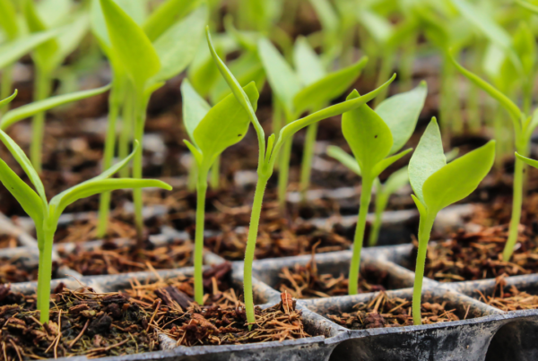 Seedling Care Indoors with Crystal Hills Organics