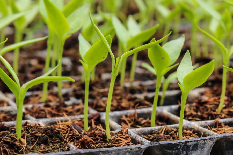 Seedling Care Indoors with Crystal Hills Organics