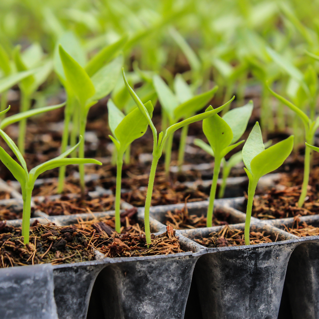 Seedling Care Indoors