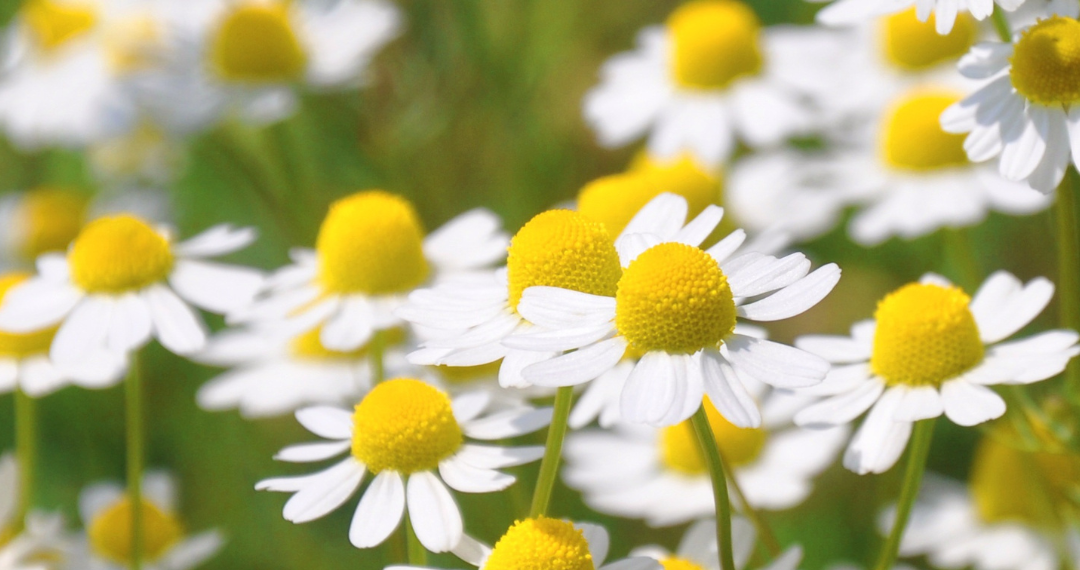 Chamomile at Crystal Hills Organics