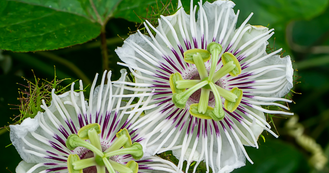 Passionflower at Crystal Hills Organics